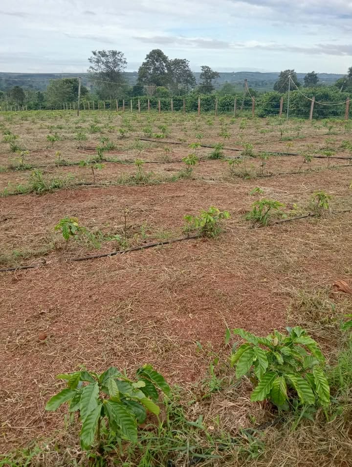 Đất Farm Làng Pang, Xã Dun, 16.920m² giá 950 triệu - Hệ thống tưới đầy đủ!