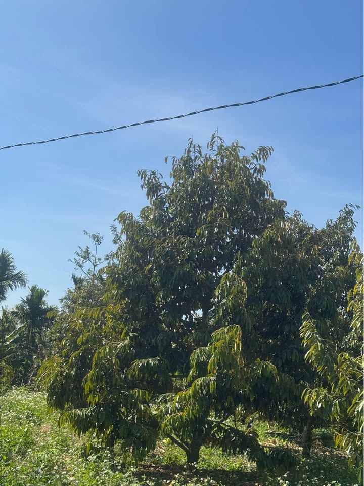 Farm đất cà phê 3,7ha tại Cam Tân, Khánh Hòa giá 1,665 tỷ - Đầu tư hiệu quả!