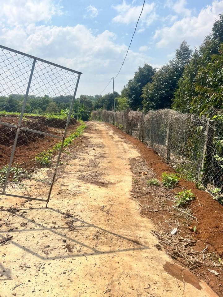 Đất vườn sầu riêng 3500m² tại Bảo Bình - Giá chỉ 2.8 tỷ, cơ hội đầu tư không thể bỏ lỡ!