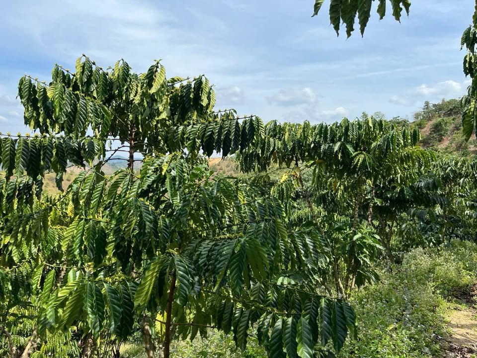 Farm 16,662m² Huyện Dầu Tiếng giá 3.1 tỷ - Đường thuận tiện cho vận chuyển!