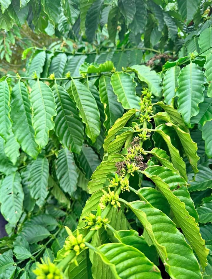 Đất Farm đẹp tại Pleiku, Gia Lai 3ha giá thỏa thuận - Thiên đường nghỉ dưỡng lý tưởng!