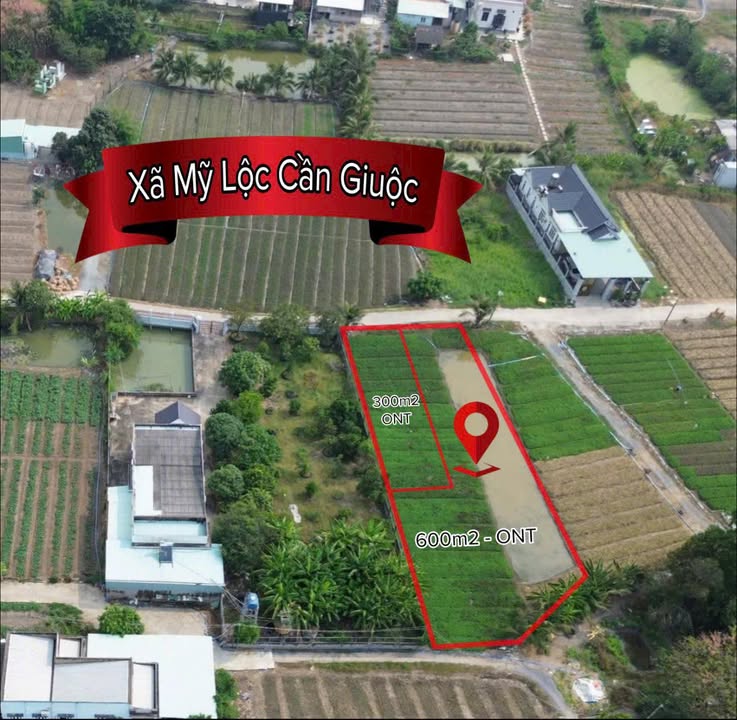 Đất thổ cư 900m² hai mặt tiền tại Mỹ Lộc, Cần Giuộc - Chỉ 3.7 tỷ!