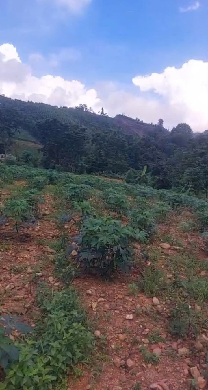 Đất thổ cư tại Xã Văn Hán, Huyện Đồng Hỷ, Thái Nguyên 100.000m² giá 4 tỷ - Đầu tư sinh lời ngay!