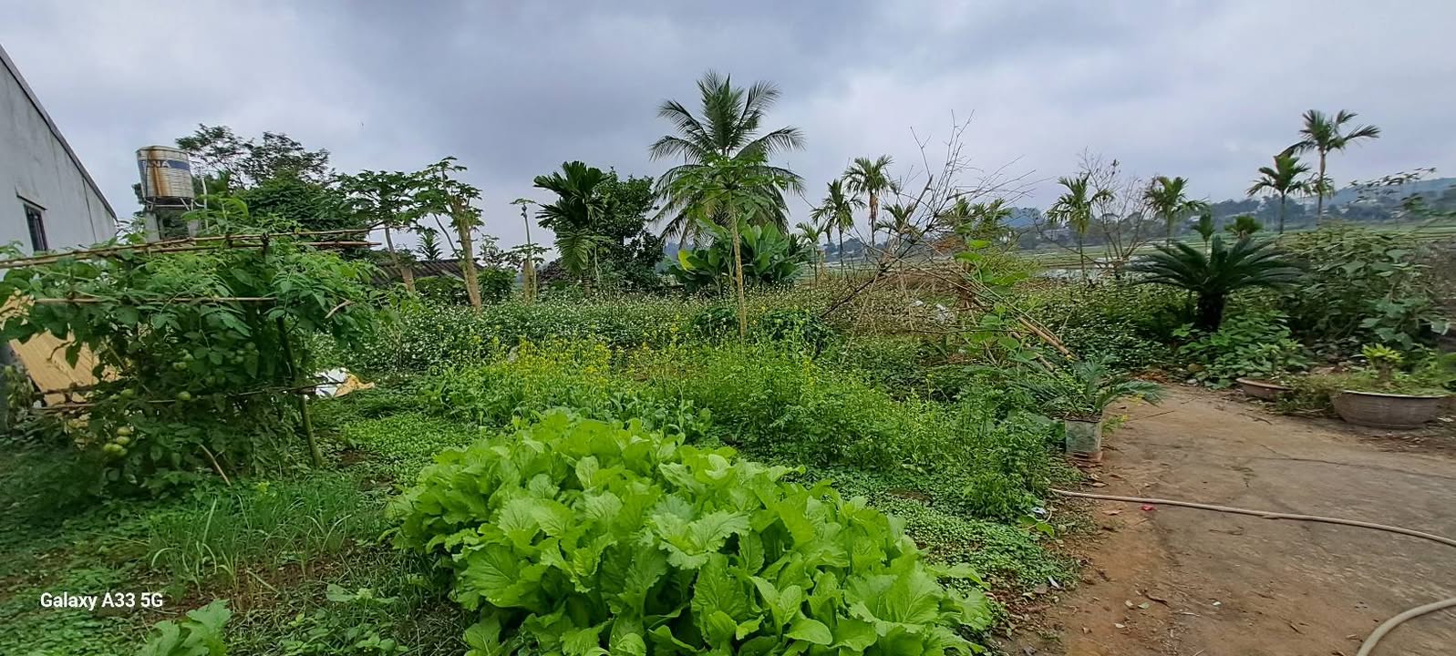 Đất nền 850m² tại Phường An Tường, Giá chỉ 2 tỷ - Sổ hồng sang tên ngay!