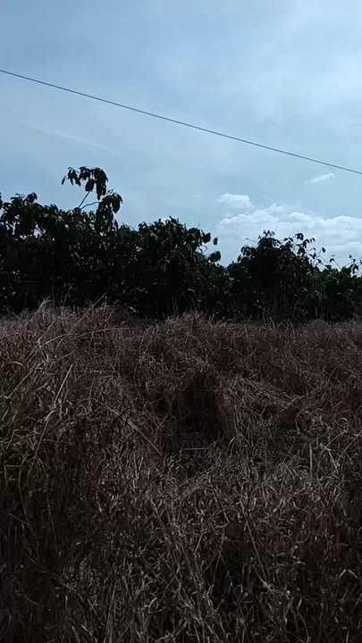 Farm 1ha 10000m² mặt đường nhựa Huyện Củ Chi giá 2.4 tỷ - Sẵn sàng đầu tư!