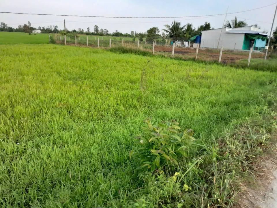 Đất lúa xã Long Thắng, huyện Lai Vung 960m² giá 450 triệu - Cơ hội đầu tư hấp dẫn!