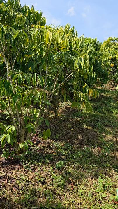 Đất nền Lộc Nga 547m² giá 799 triệu - Cơ hội đầu tư hiếm có!