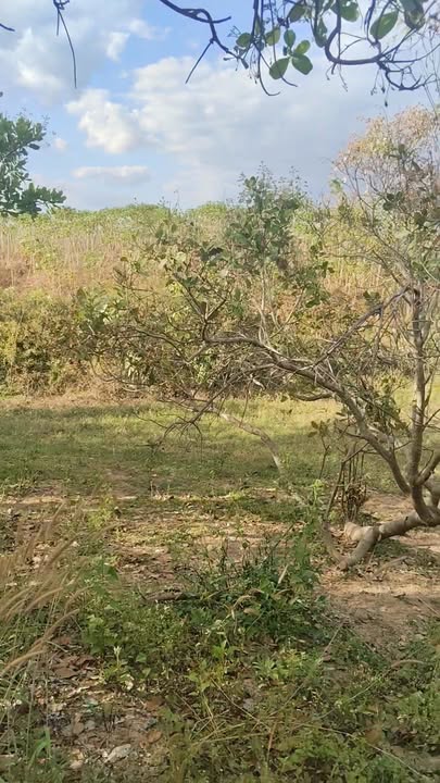 Đất Farm 1.5ha Thị trấn Chư Prông - Giá Thỏa Thuận - Cơ hội đầu tư tuyệt vời!