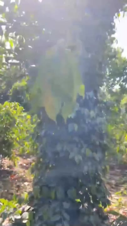 Đất Farm Tân Hòa Buôn Đôn 10.000m² giá 4.68 tỷ - Tiềm năng phát triển lớn!