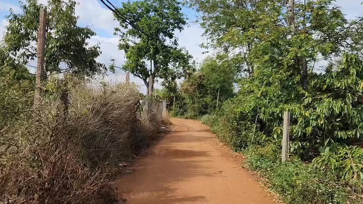 Đất farm 2ha tại Huyện Chư Sê, Gia Lai giá 4.8 tỷ - Chính chủ, thương lượng ngay!