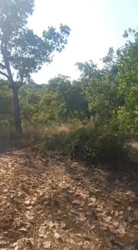 Đất nền 60.000m² xã Phước Sơn, huyện Bù Đăng chỉ 3.3 tỷ - Cơ hội đầu tư hấp dẫn!