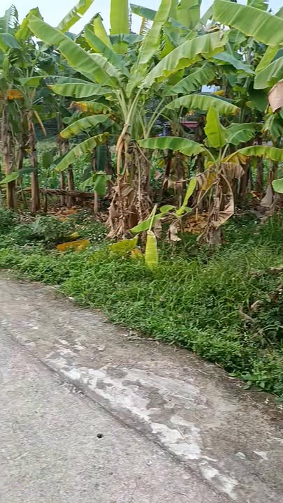 Đất nền Phù Linh, Sóc Sơn 900m² giá chỉ 20 triệu/m² - Cơ hội đầu tư tuyệt vời!