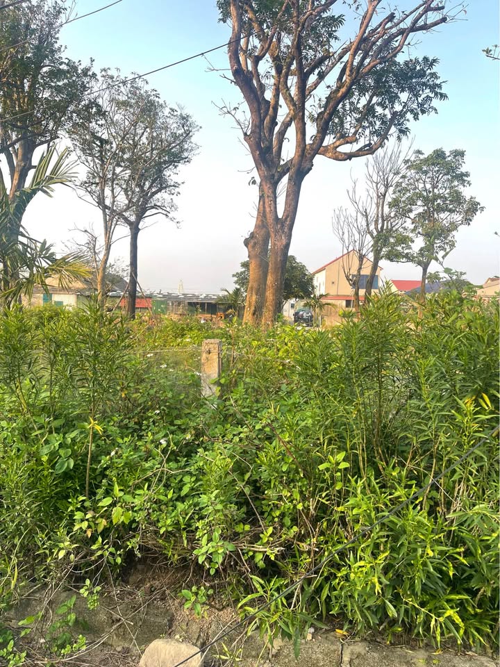 Đất nền thôn Mỹ Am, Cẩm Quan, 213m² giá 1.9 tỷ - Đầu tư lâu dài lý tưởng!