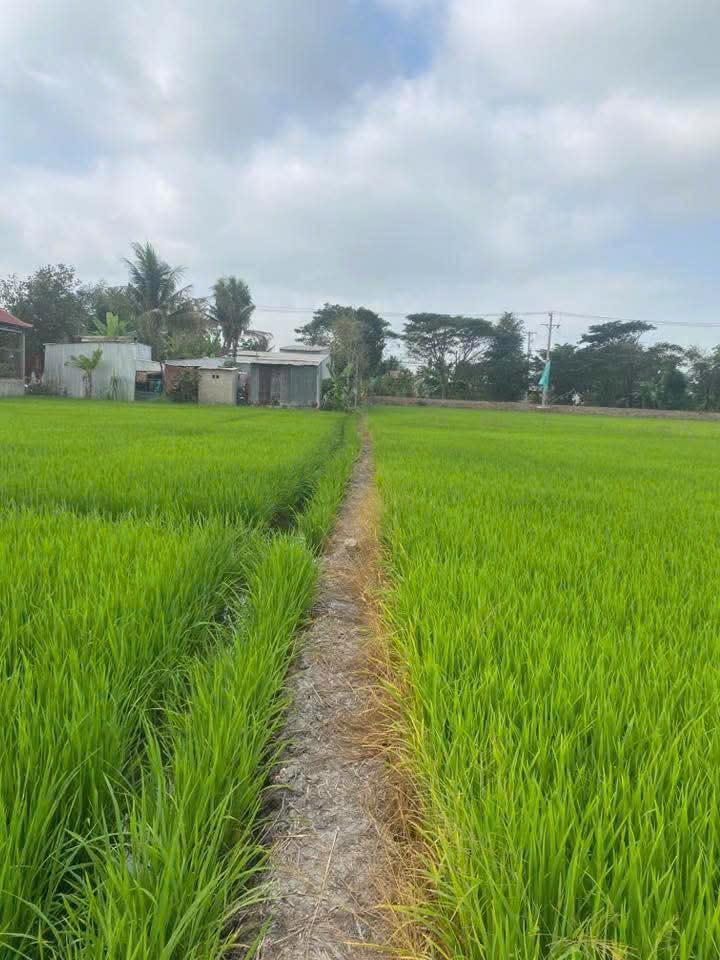 Đất thổ cư 3168m² tại Đường Thùy Trang, Châu Đốc - Giá chỉ 820 triệu!