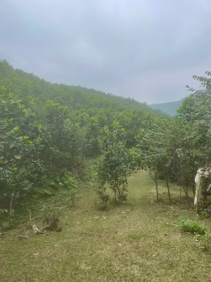 Farm 12ha tại Văn Miếu, Thanh Sơn - Thỏa thuận giá hấp dẫn!