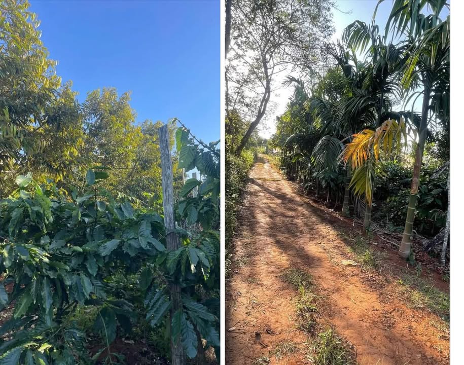 Rẫy Cư Bao 2808m² giá 3,25 tỷ - Đường nhựa ô tô vào tận nơi!