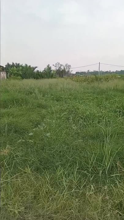 Đất nền xã Tân Chánh, Cần Đước, 100m² giá 1.5 tỷ - Sổ đỏ chính chủ!