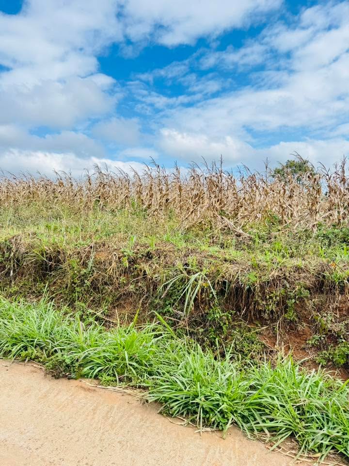 Lô đất thổ cư Xã Phú Lộc, Huyện Krông Năng 912m² giá chỉ 78 tỷ - Cơ hội đầu tư tuyệt vời!