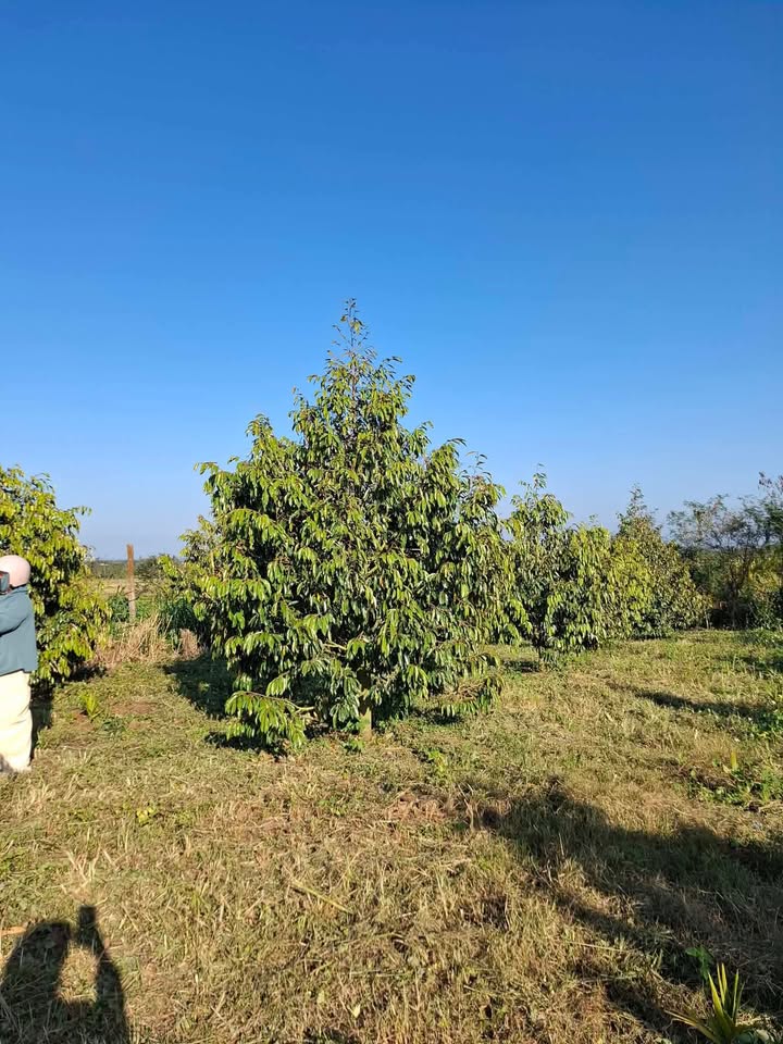 Lô rẫy 3.3 sào tại Xã Bình Thuận - Giá chỉ 1.32 tỷ - Đầu tư sinh lời ngay!