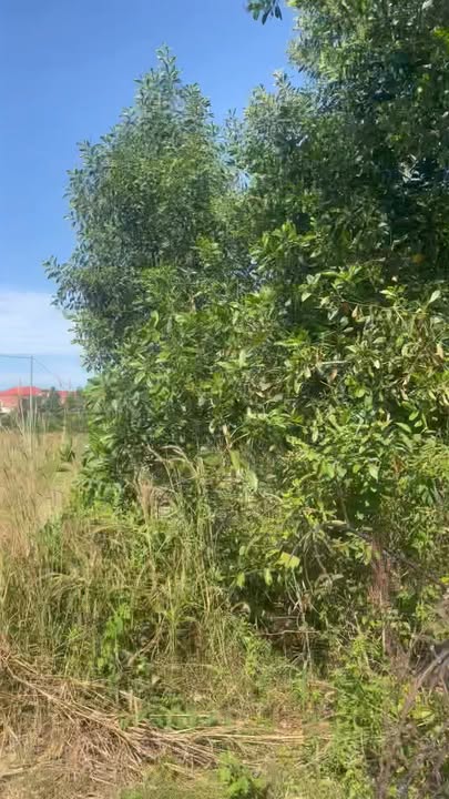 Đất thổ cư mặt tiền ĐT 741, Đồng Phú, 753m² giá chỉ 450 triệu - Sổ đỏ chính chủ!