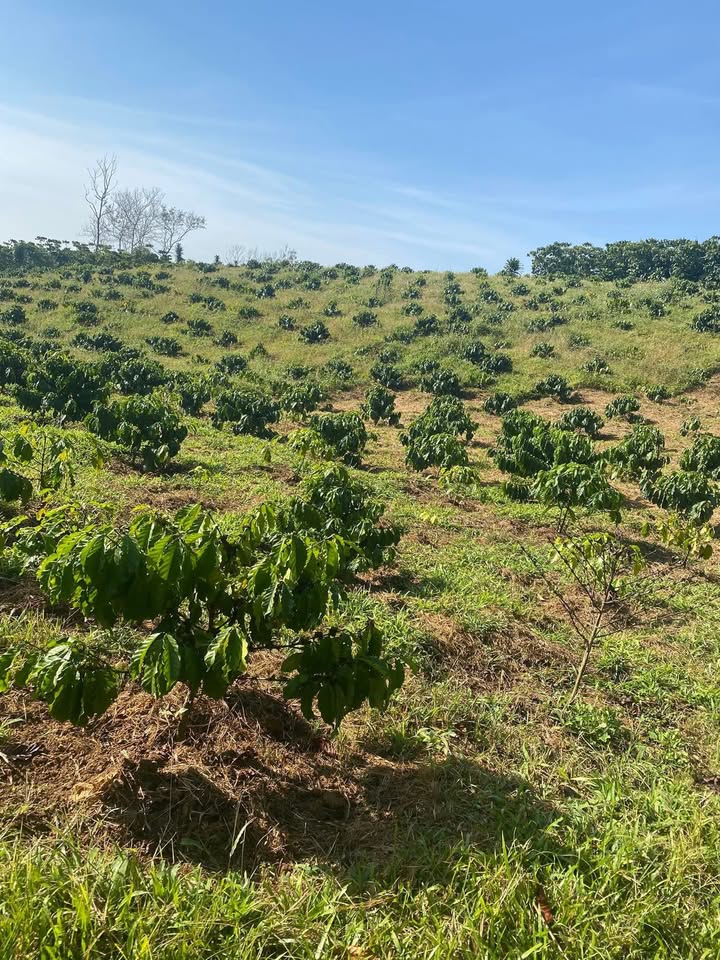 Đất nền 1800m² tại Hẻm 266, Đường Đoàn Thị Điểm, Bảo Lộc giá 3.9 tỷ - Cơ hội đầu tư lý tưởng!