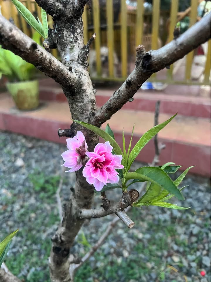 Đất nền mặt tiền Hoàng Văn Thụ, 133m² giá 13.5 tỷ - Cơ hội đầu tư tuyệt vời!