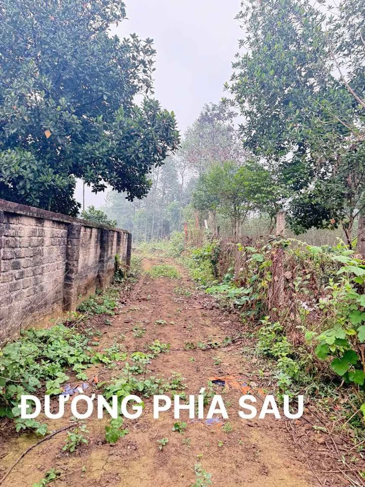 Đất nền Đường Lâm, Sơn Tây 3.155m² giá tốt - Tiềm năng sinh lời cao!