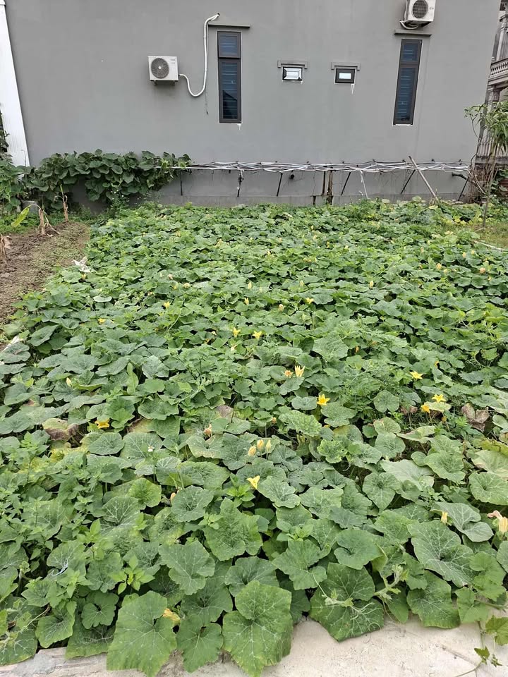 Đất nền Ninh Xá, Bắc Ninh 52m² giá 2 tỷ - Kinh doanh thuận lợi!