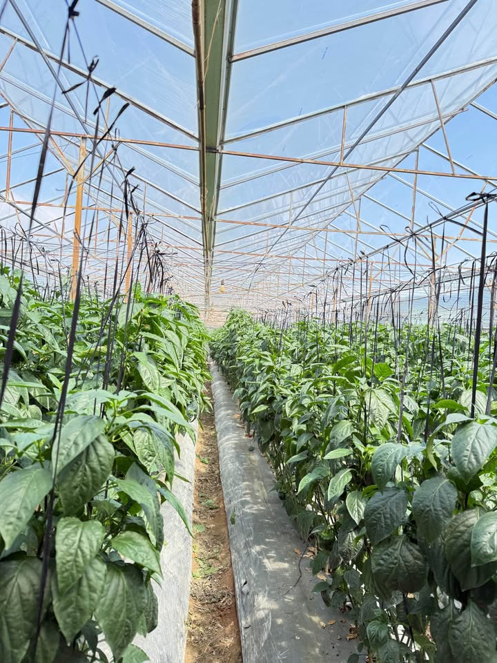 Farm Lạc Xuân Đơn Dương 1080m² giá 3 tỷ - Nhà kính kiên cố sẵn sàng