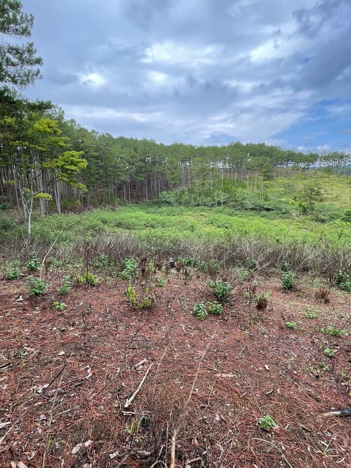 Đất vườn Đạ Nhim, Lạc Dương, 1,2 mẫu - Giá tốt, pháp lý rõ ràng!