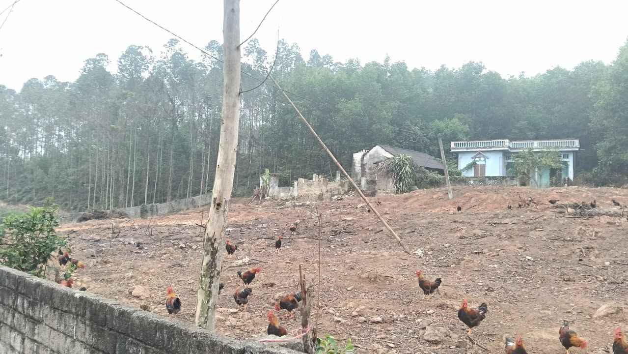 Đất thổ cư 3000m² tại Yên Thế, Bắc Giang giá chỉ 1 tỷ - Cơ hội đầu tư tuyệt vời!