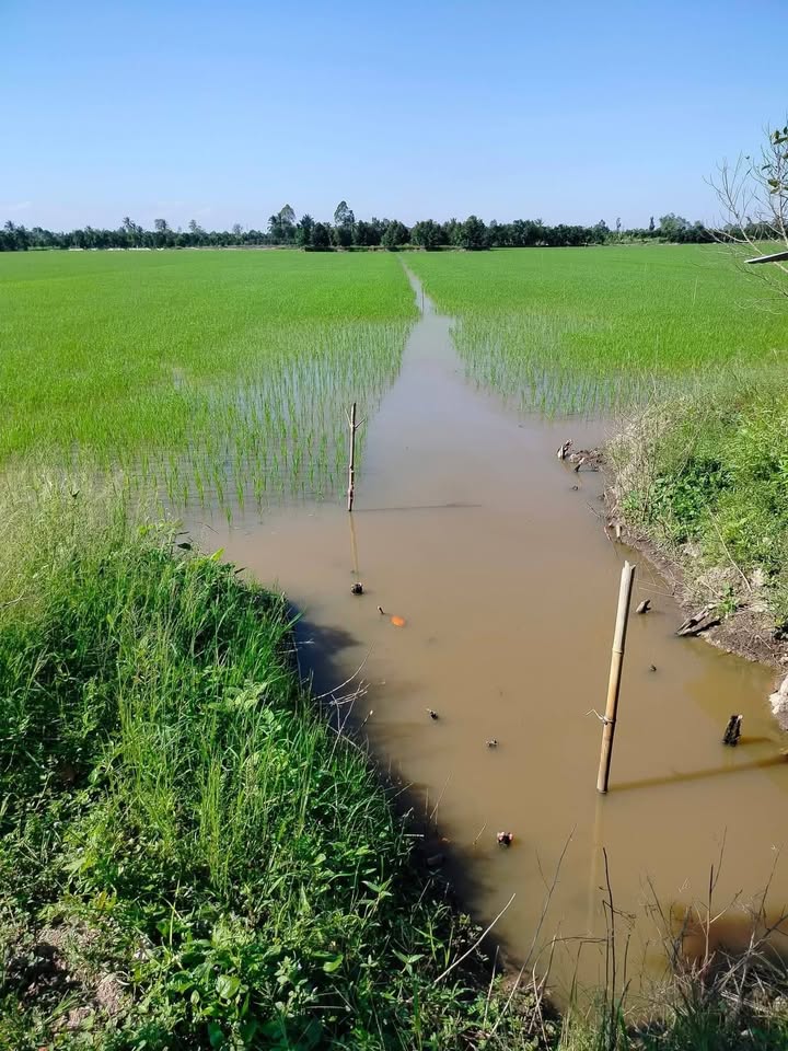 Đất nông nghiệp 12.000m² tại Xã Thiện Trung, Huyện Cái Bè - Giá chỉ 4.56 tỷ VND!