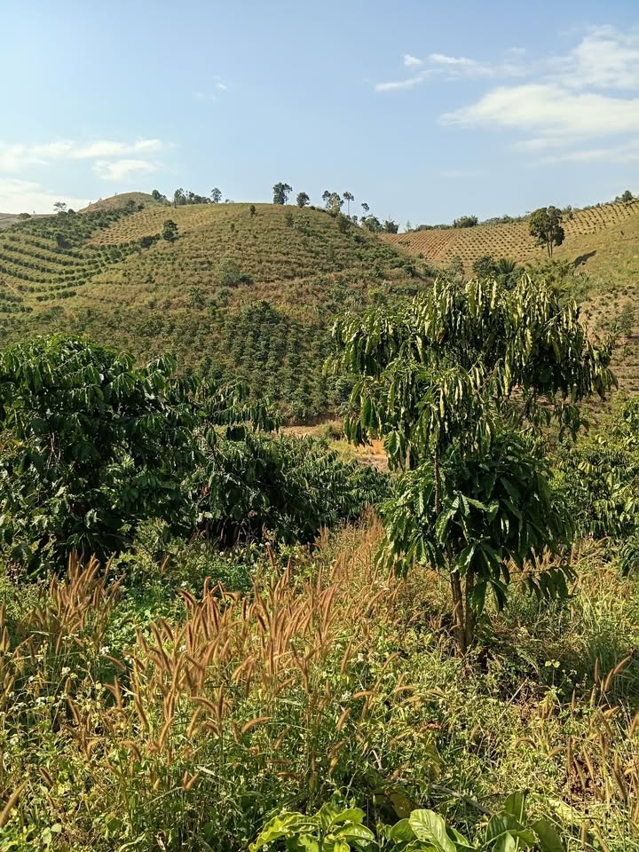 Lô đất Farm 4ha tại Xã Đắk Tờ Re, Huyện Kon Rẫy chỉ 1 tỷ - Đầu tư sinh lời ngay!