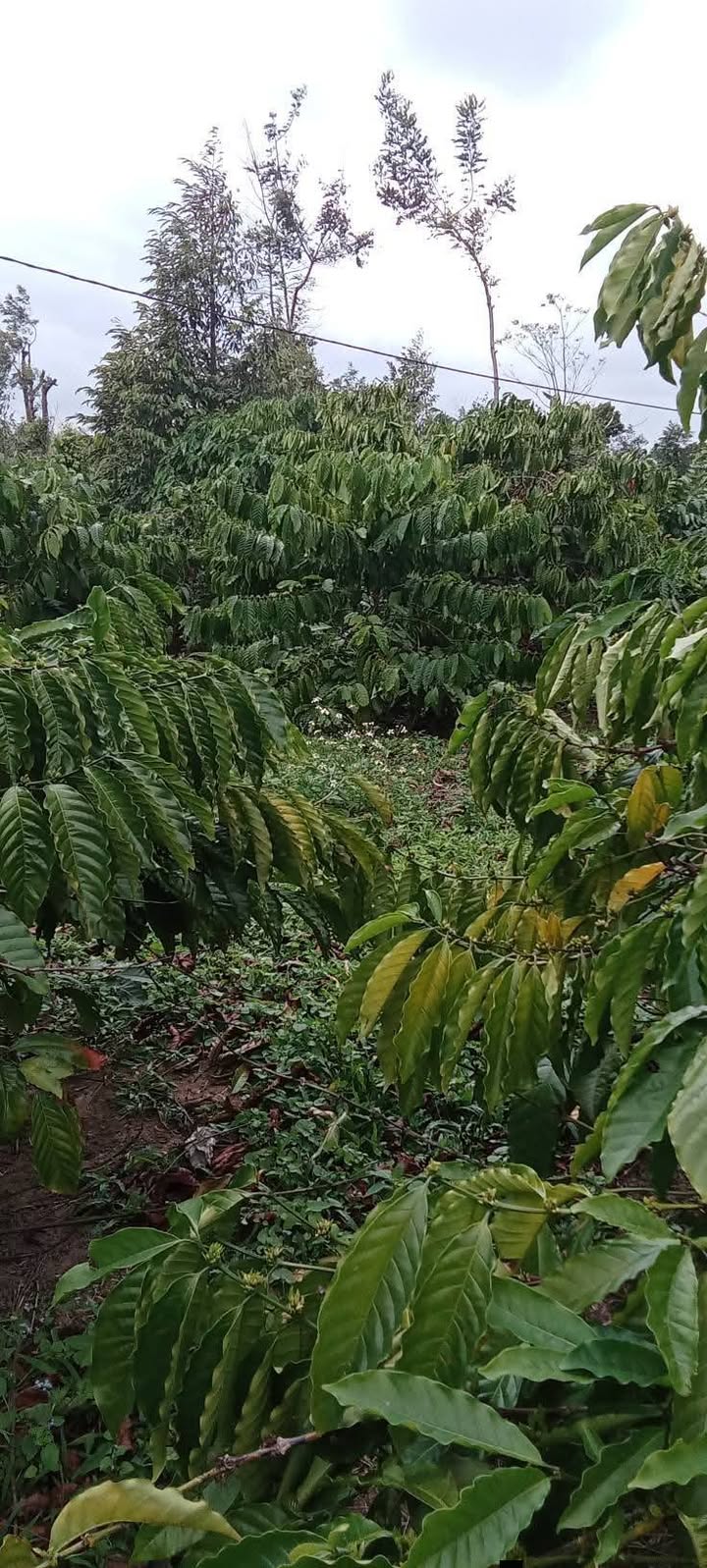 Đất thổ cư tại thôn Thành Bình, xã Ea Knuec, 864m² giá 576 triệu - Cơ hội đầu tư hấp dẫn!