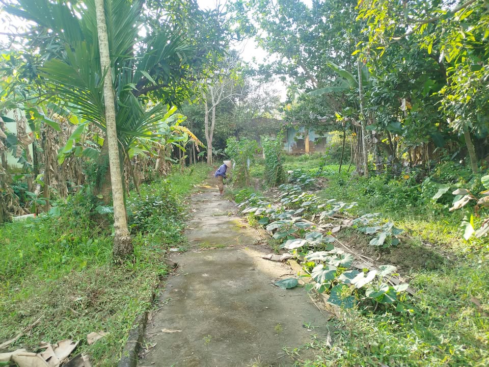 Đất nền nhà vườn Hòa Xuân 890m² giá 6.1 tỷ - Cơ hội đầu tư lý tưởng!