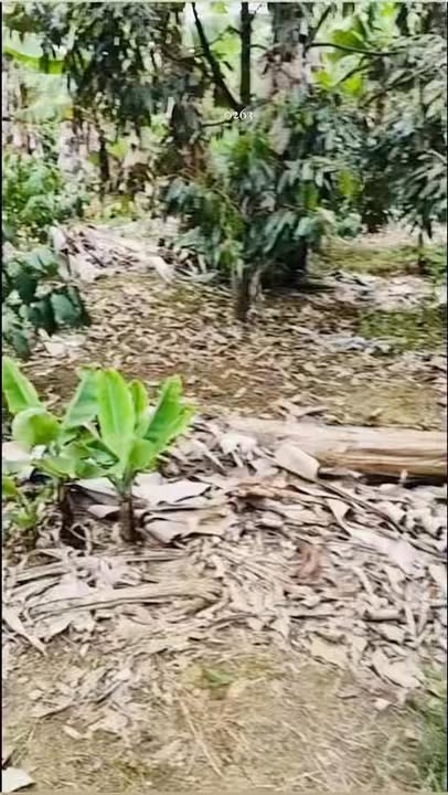 Đất thổ cư Phường Hoà Quý, Quận Ngũ Hành Sơn 1.100m² giá 600 triệu - Cơ hội đầu tư tuyệt vời!