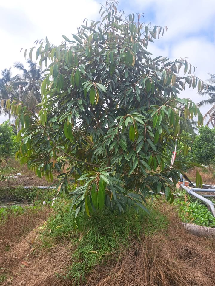 Đất Farm 90.000m² tại Mỹ Thành Bắc, Cai Lậy - Giá 5.9 tỷ, Thương lượng chính chủ!