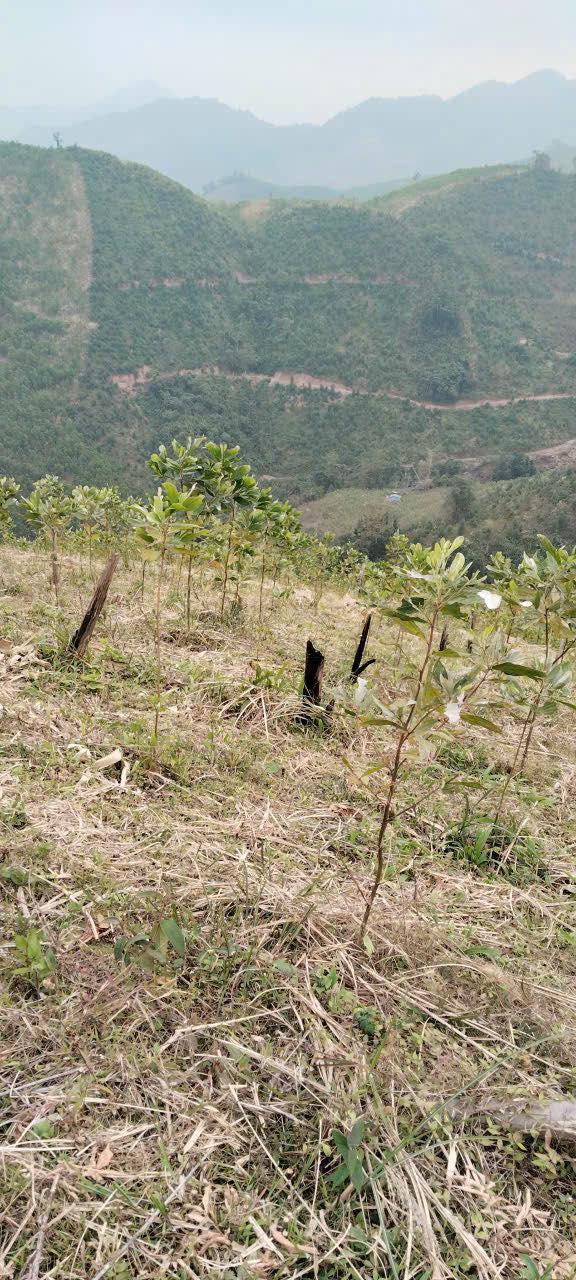 Lô đất rừng sản xuất 35ha tại Tiên Yên giá chỉ 4.9 tỷ - Cơ hội đầu tư hấp dẫn!