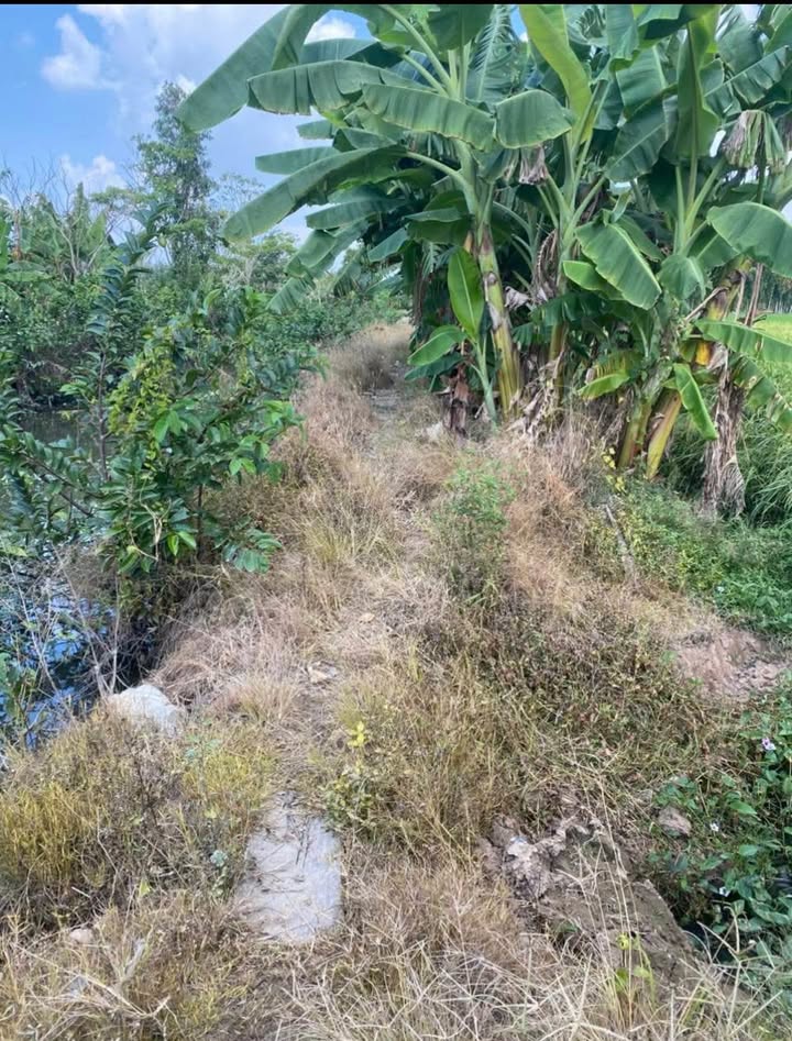 Đất nông nghiệp Khóm 5, Phường 5, TP Sóc Trăng 6000m² - Giá chỉ 1.194 tỷ, hỗ trợ làm đường ô tô!