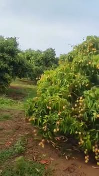 Farm 1,1ha tại Huyện KBang, Gia Lai - Chính chủ bán gấp!