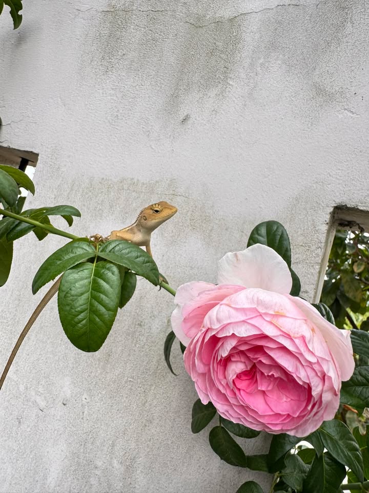 Đất nền thổ cư 160m² tại Tỉnh lộ 827B, Châu Thành, Long An - Giá chỉ 1.299 tỷ!