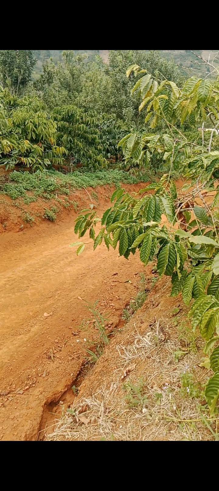 Đất Farm 3240m² Xã Liên Đầm - Sổ đỏ chính chủ, ô tô vào tận vườn!