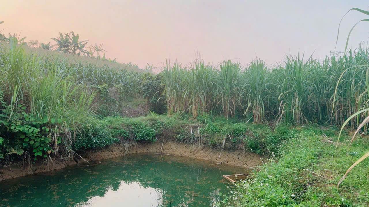 Đất nền Dũng Phong Hòa Bình 3951m² giá 2 tỷ - Sổ hồng công chứng nhanh chóng!