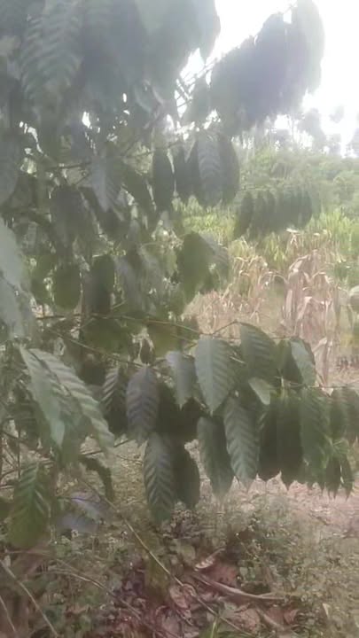 Đất nền 9000m² Xã Đắk Sôr, Huyện Krông Nô giá 550 triệu - Cơ hội đầu tư tuyệt vời!