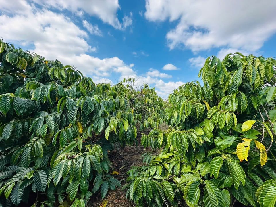 Đất Farm 19080m² tại Xã Đắk Drô, Huyện Krông Nô - Cơ hội đầu tư tuyệt vời!