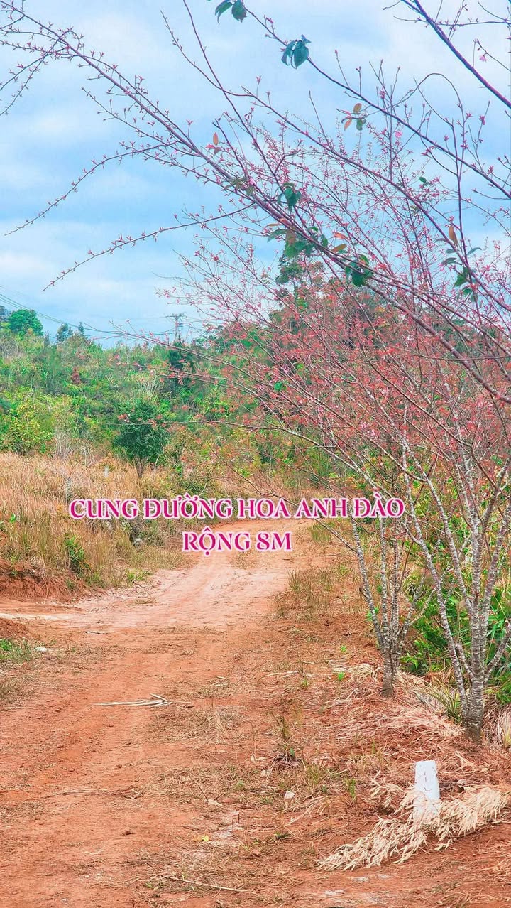 Đất nền 1000m² Măng Đen giá chỉ 1 tỷ - Đầu tư sinh lời lý tưởng!