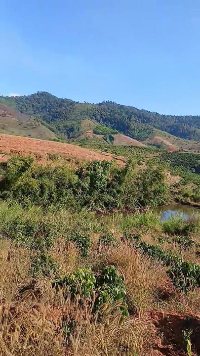 Farm thôn 1 Ngọc Vang Đắk Hà 20.000m² giá 1 tỷ - Đầu tư sinh lời tiềm năng!