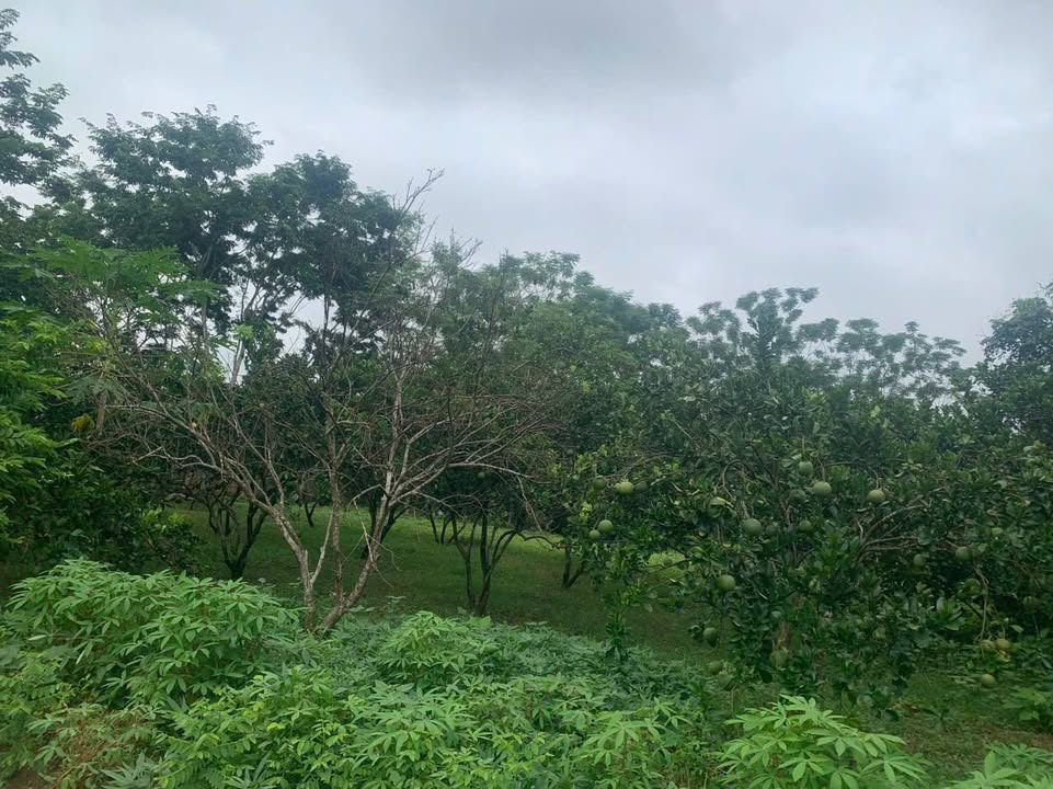 Đất thổ cư Bảo Yên, Thanh Thủy, Phú Thọ 1.274m² giá chỉ 1 tỷ - Đầu tư sinh lời!