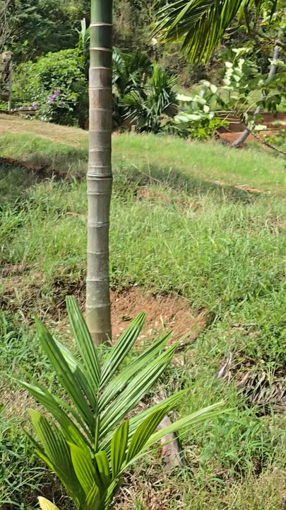 Đất Farm 2,3ha Xã Dray Bhăng 600 tỷ - Cơ hội đầu tư hấp dẫn!