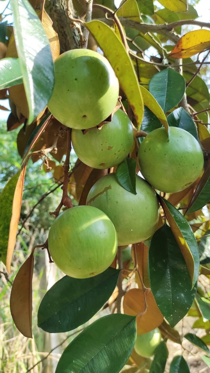 Farm vườn vú sữa Nhơn Nghĩa 2200m² giá 2.7 tỷ - Đầu tư lý tưởng trước Tết!